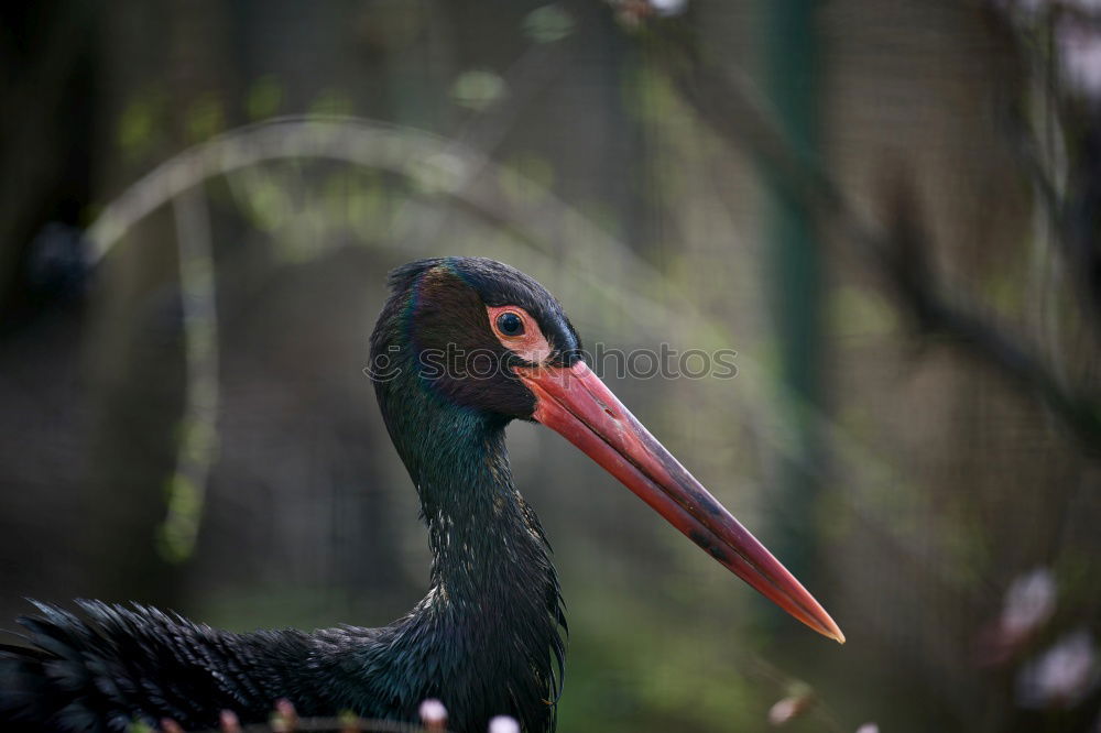 Similar – Sarus Crane Environment