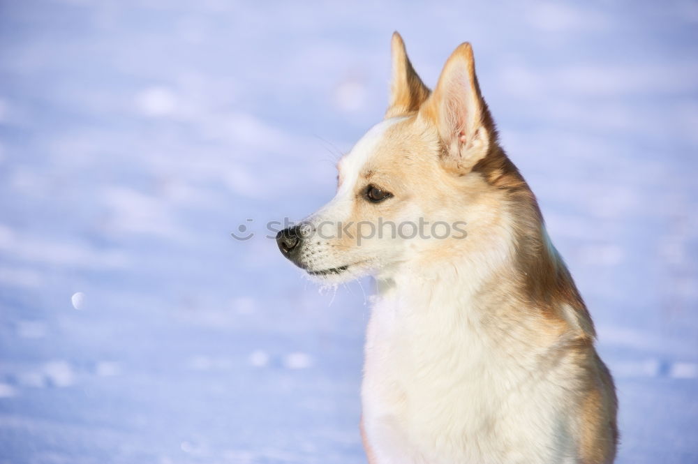 Similar – Image, Stock Photo shadow dog Dog Animal