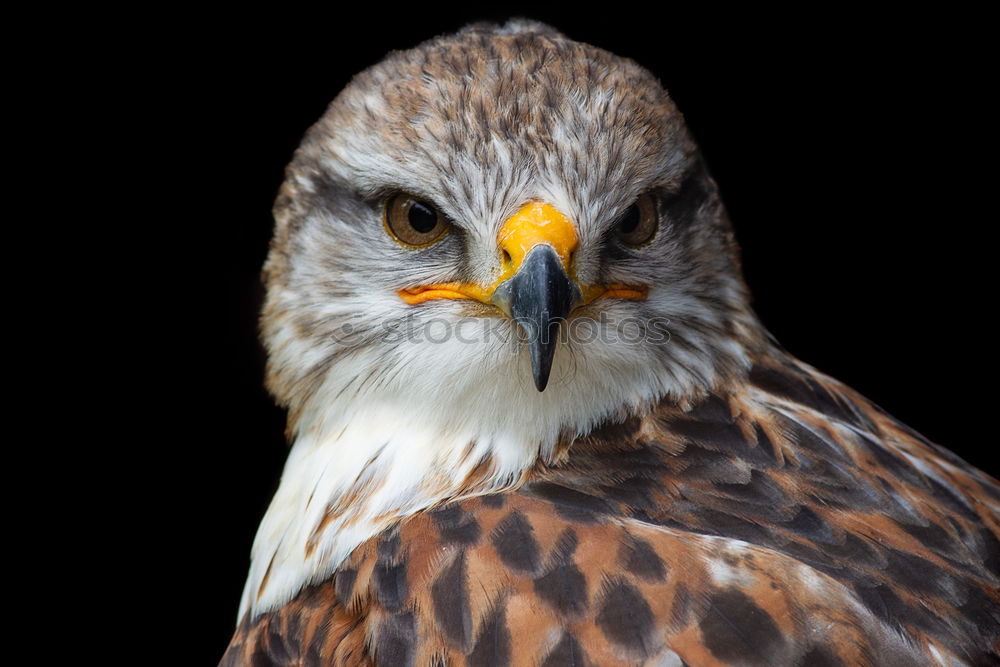 Similar – Image, Stock Photo eagle Hawk Bird