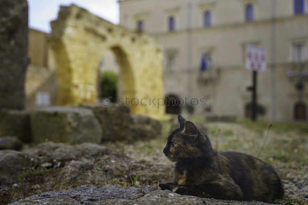 Similar – Tierisch gut: Cat Door