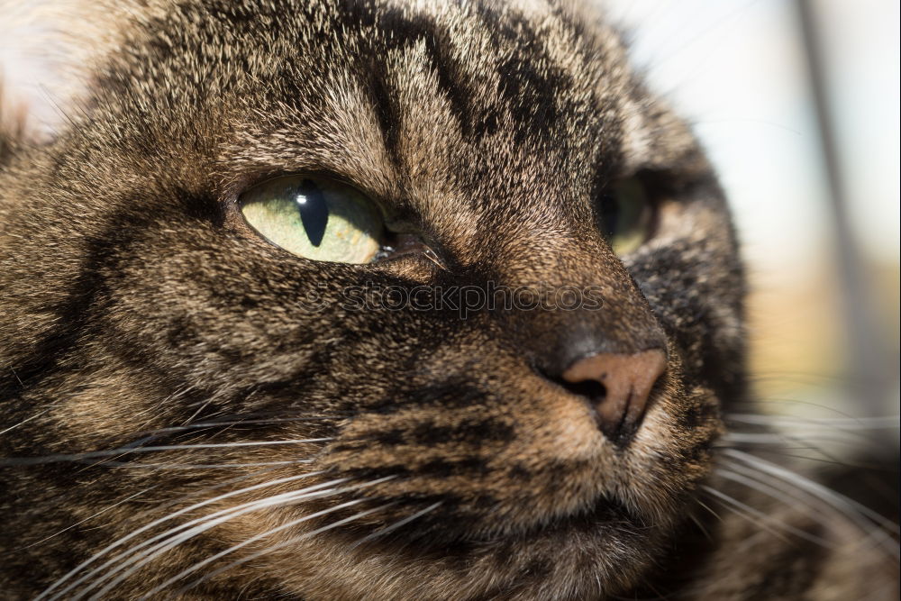 Similar – Image, Stock Photo balcony cat Animal Pet Cat