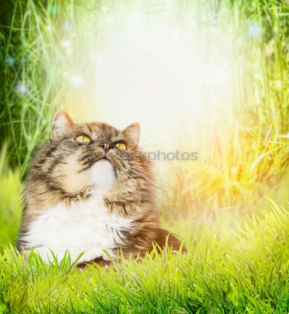 Similar – striped domestic cat in the grass