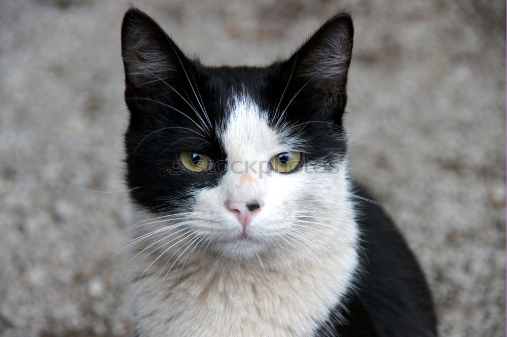 Similar – Image, Stock Photo Strays on Crete Summer