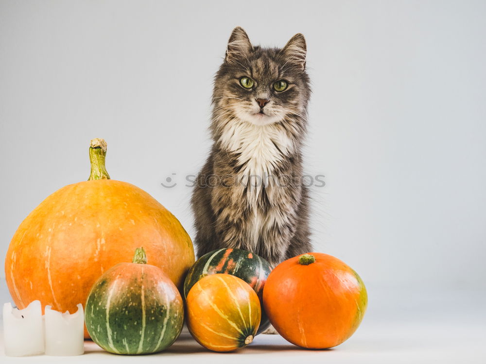 Similar – Image, Stock Photo Cat and pears Food Fruit