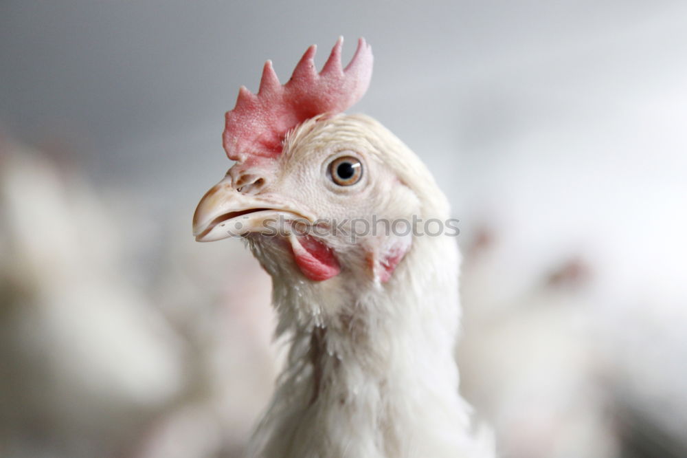 Similar – hen races Animal