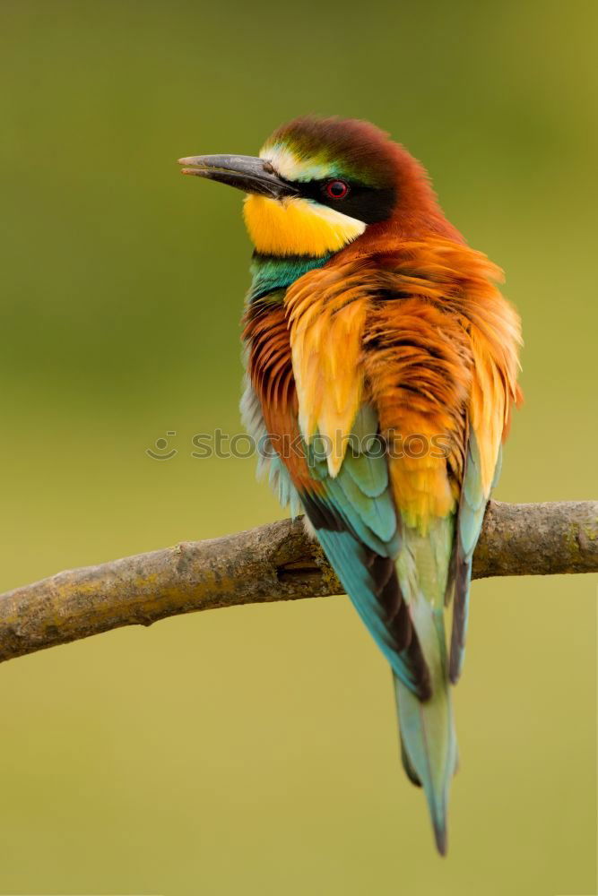 Similar – Image, Stock Photo Portrait of a colorful bird