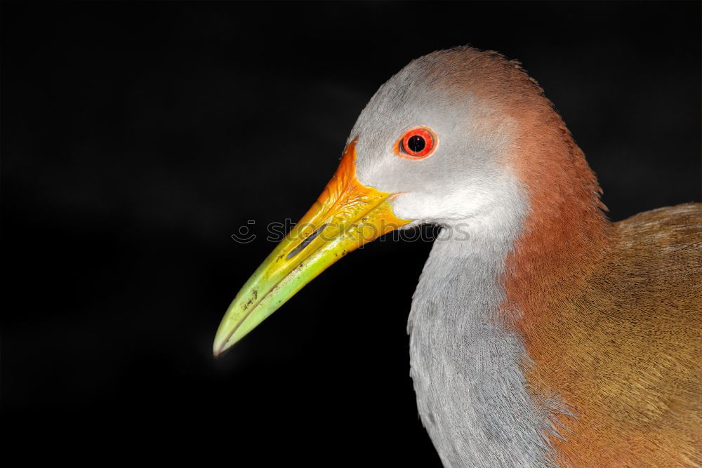 Similar – seagull head Seagull Bird