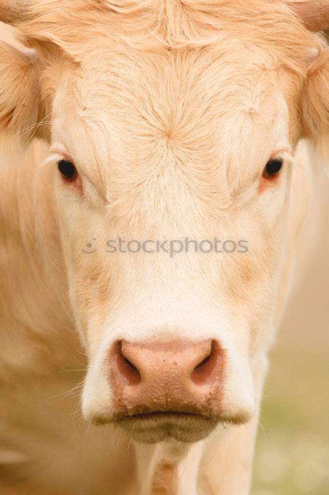 Similar – cow-child Nature Animal