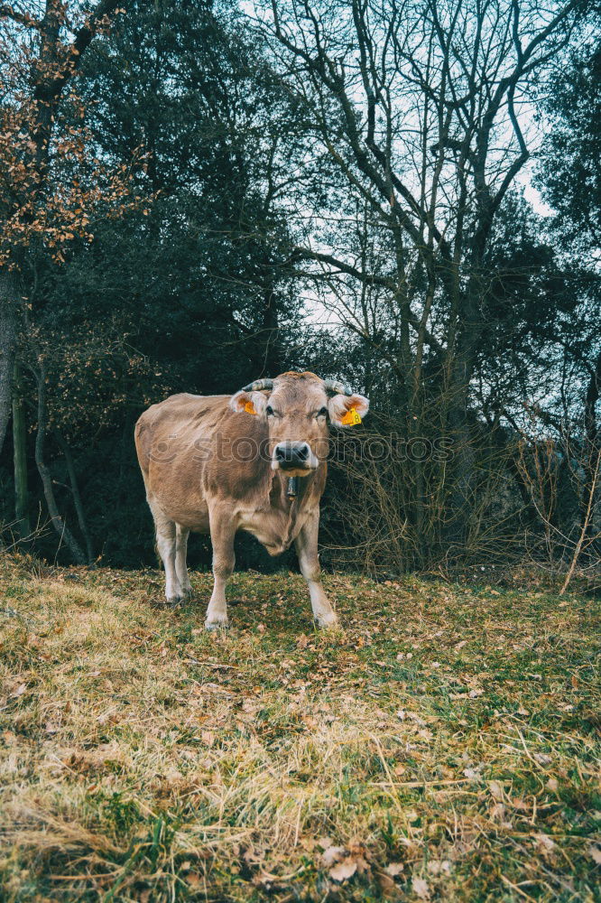 Similar – Image, Stock Photo Cow in the Bavarian Alps