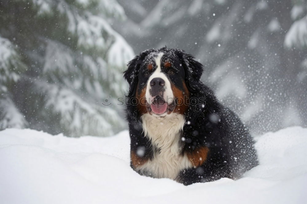 Similar – Image, Stock Photo Australian Shepherd Nature