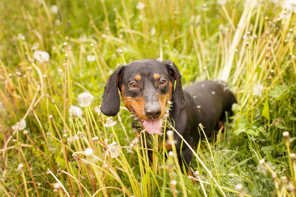 Similar – Image, Stock Photo summer meadow Nature