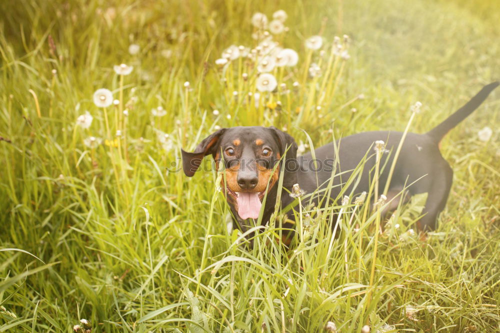 Image, Stock Photo summer meadow Nature