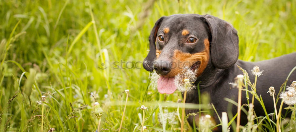 Similar – Image, Stock Photo summer meadow Nature