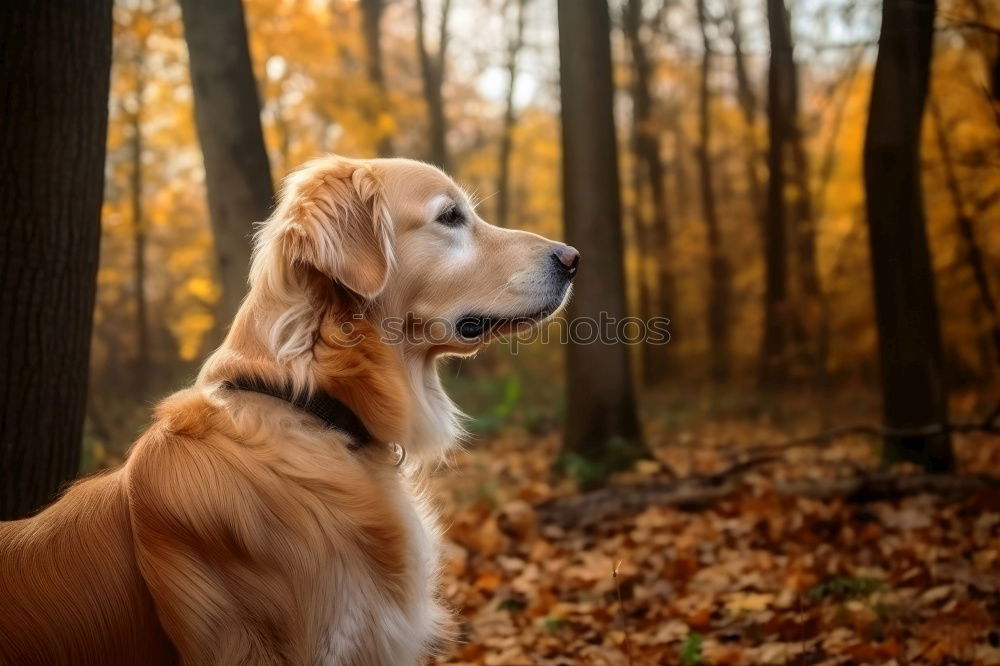 Similar – Image, Stock Photo Dog in autumn Animal