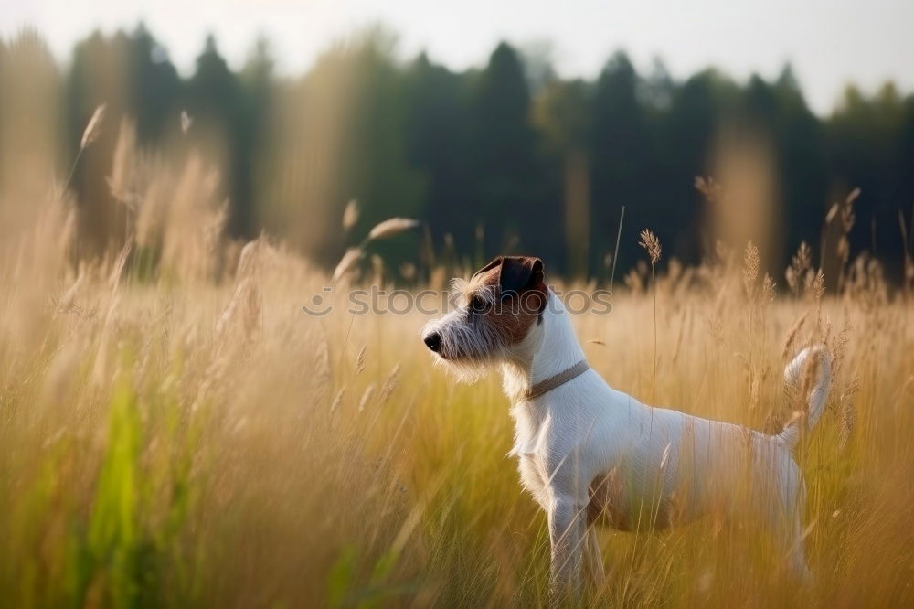 Similar – kopfloser Hund grün Feld