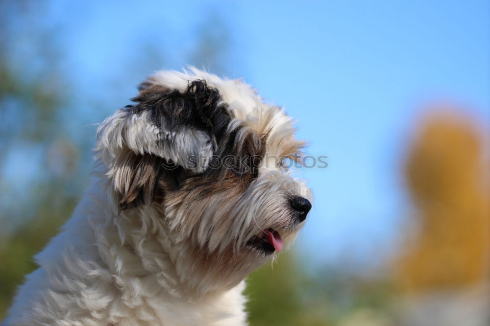 Similar – Foto Bild Lockenkopf ohne Augen Hund