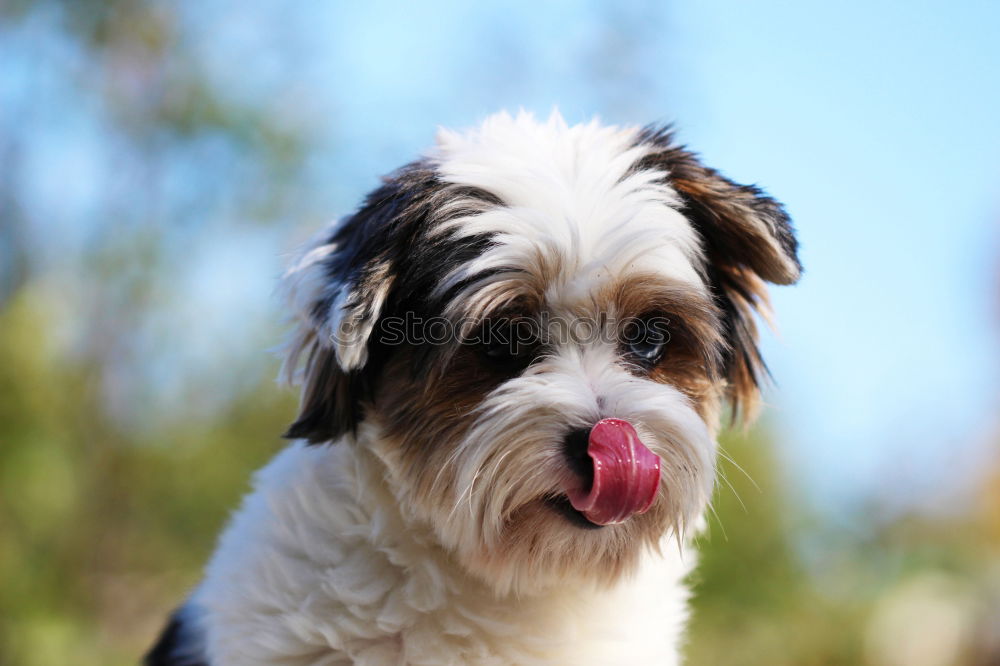 Similar – Foto Bild Lockenkopf ohne Augen Hund