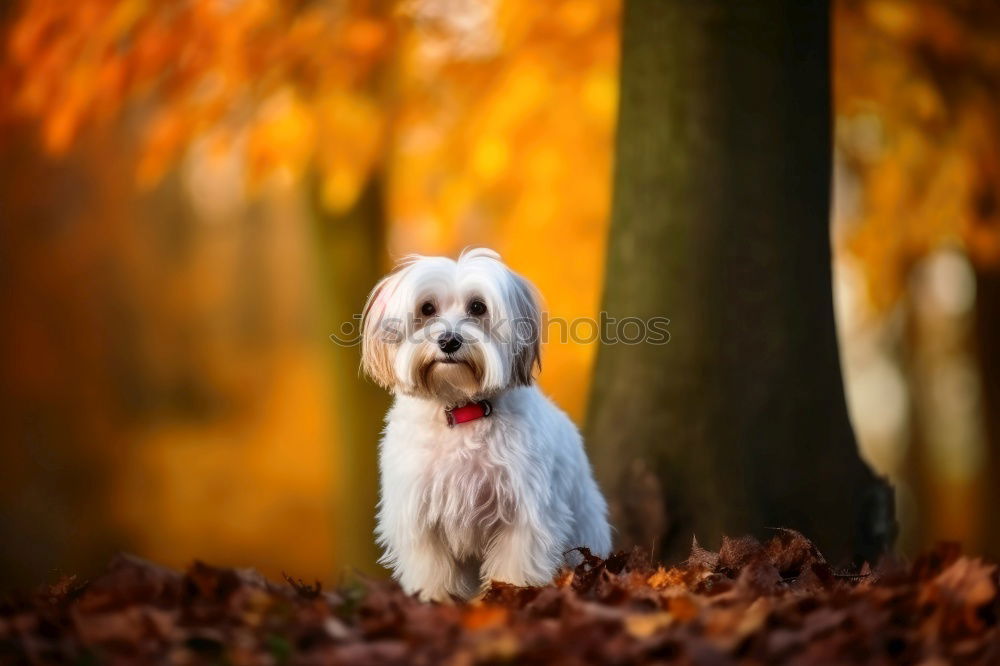 Similar – Foto Bild Kleiner Herbststurm Freude