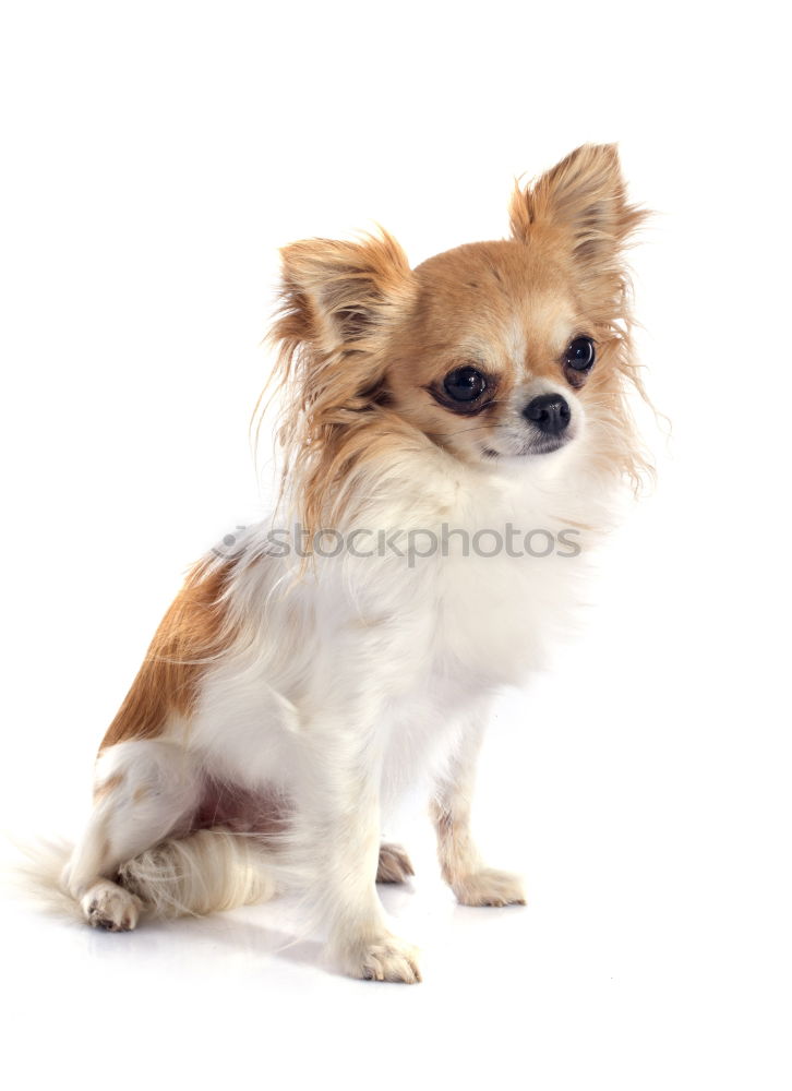 Similar – Image, Stock Photo dog Animal Pet Dog