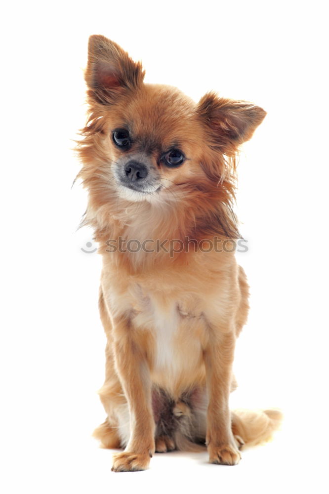 Similar – Image, Stock Photo dog Animal Pet Dog