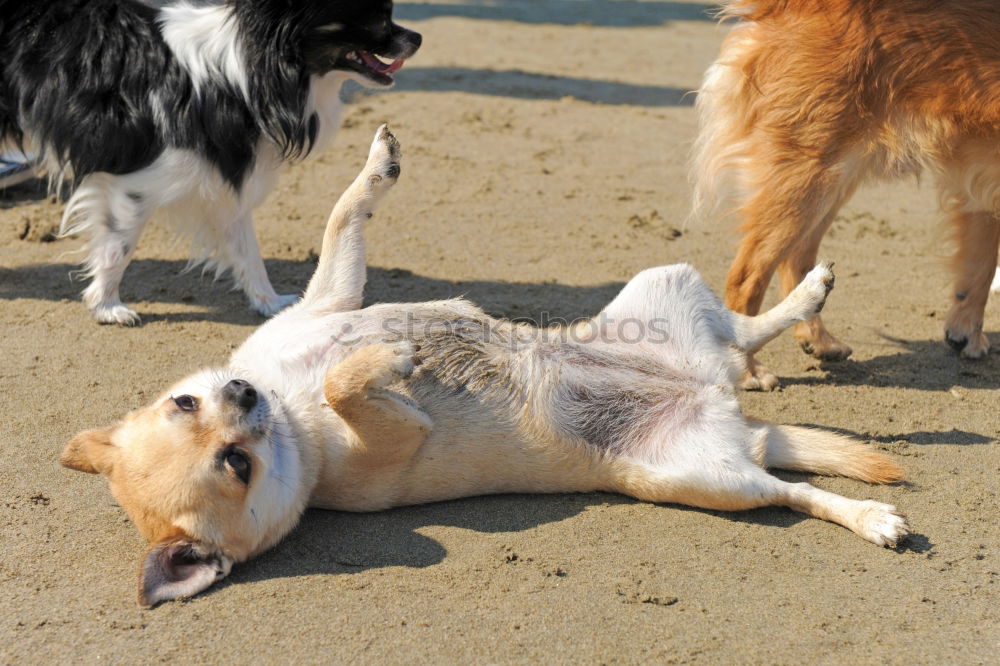 Similar – Dogs running near waving sea