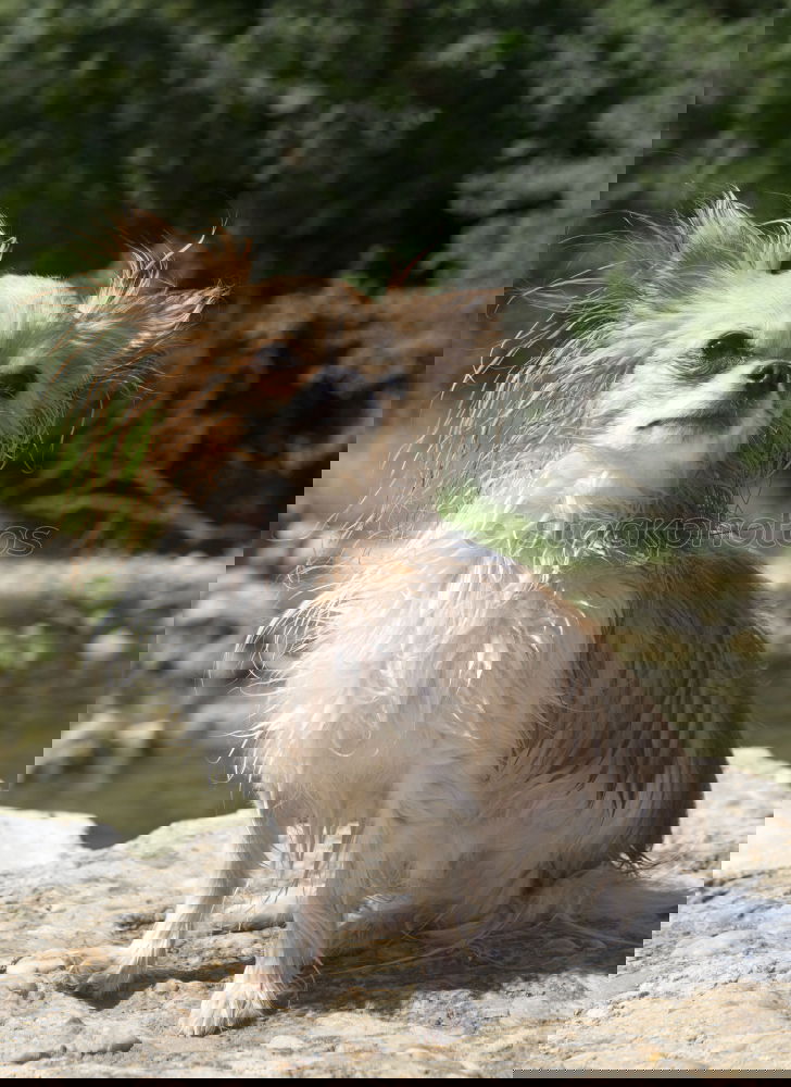 Similar – Image, Stock Photo Flying Havanese Nature Air
