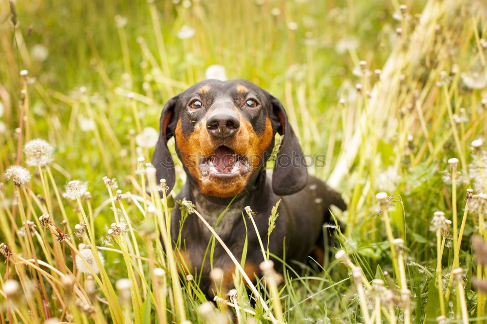 Similar – Image, Stock Photo summer meadow Nature