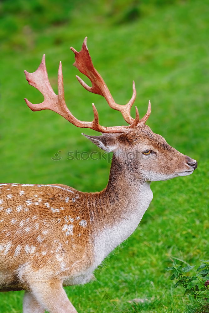 Similar – Image, Stock Photo Statue of white deer on middle finger