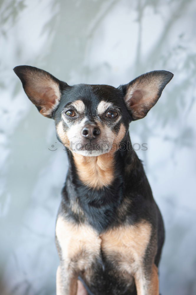 Similar – Boston Terrier Portrait