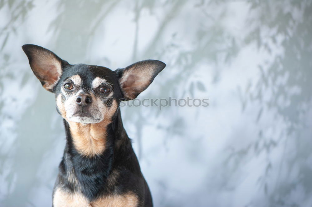 Similar – Boston Terrier Portrait