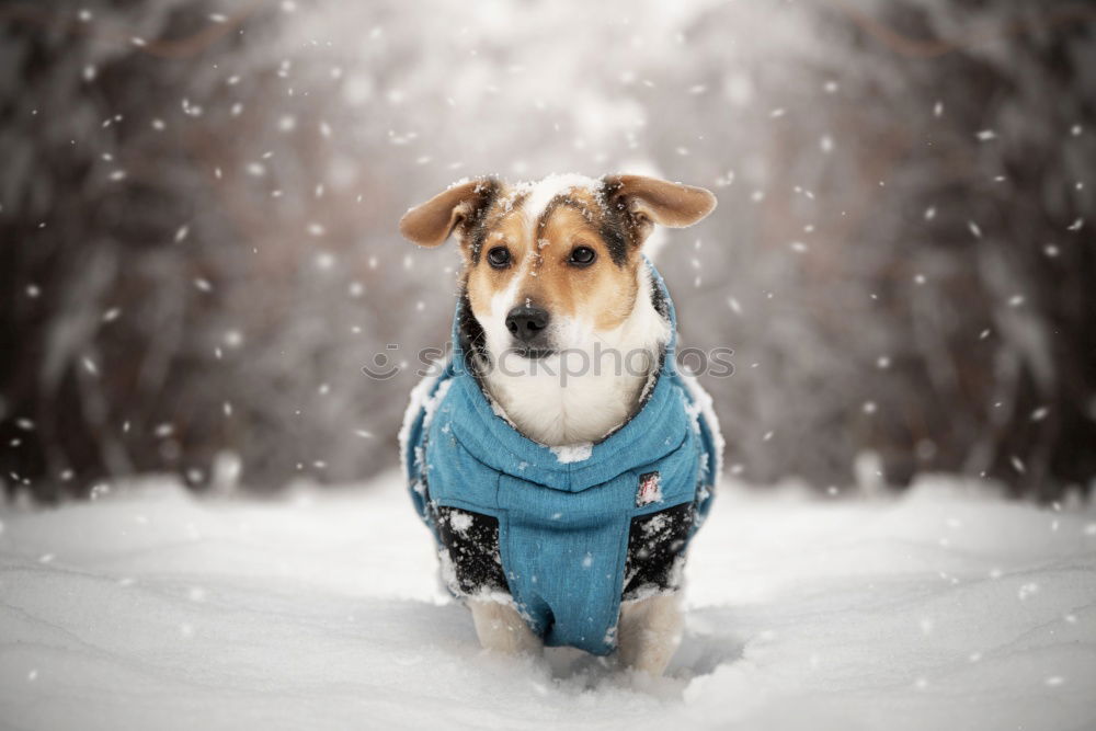 Similar – Image, Stock Photo On the dog come Pt.1