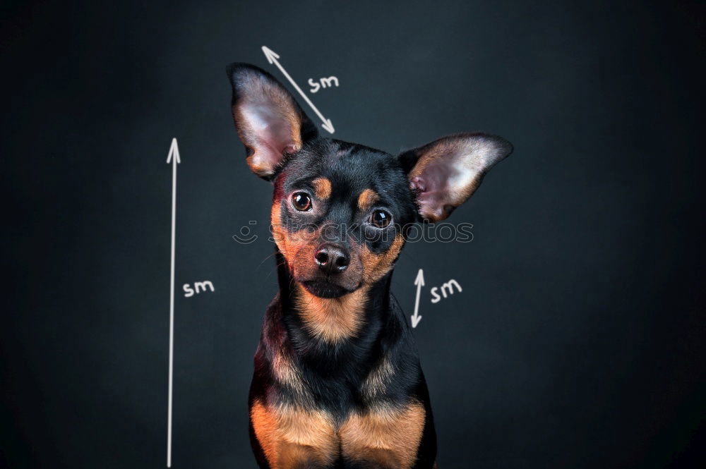 Image, Stock Photo kimi Pet Dog Animal face