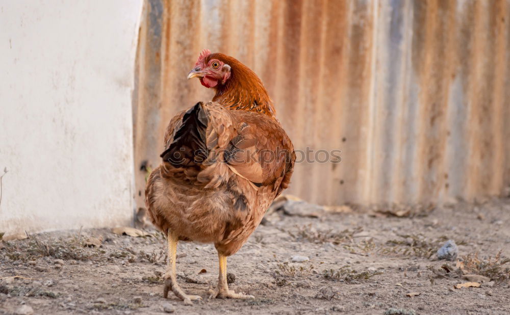 Similar – Image, Stock Photo The Soup Chicken