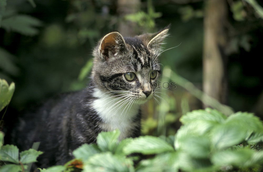 Similar – Thelma alone in the forest.