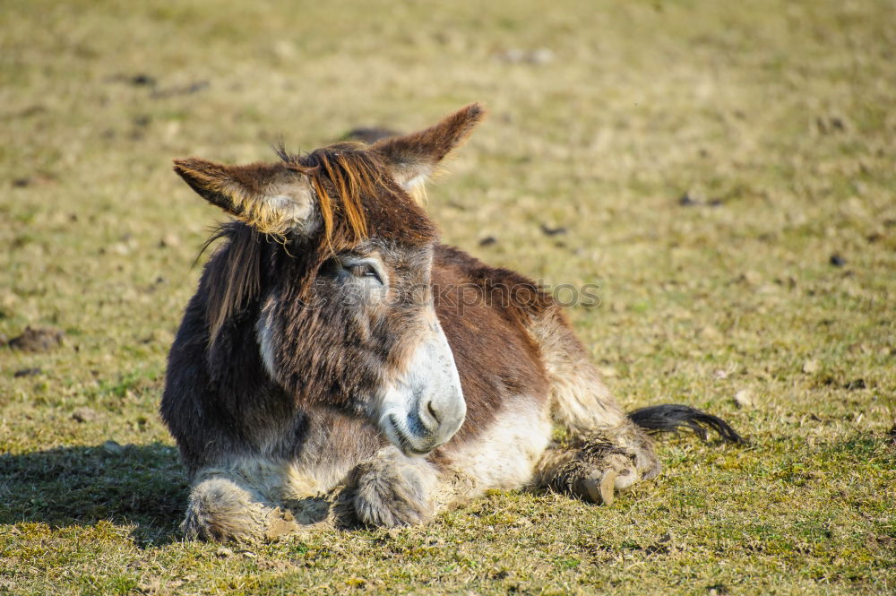 Similar – Icelanders Animal 1 Brown