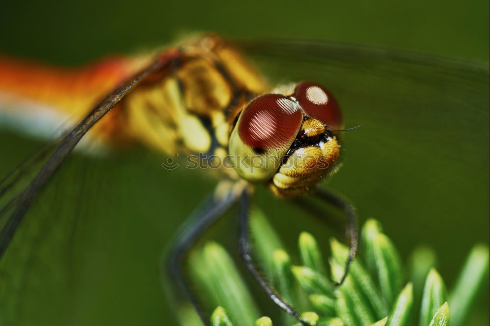 Similar – honeymouth Nature Plant