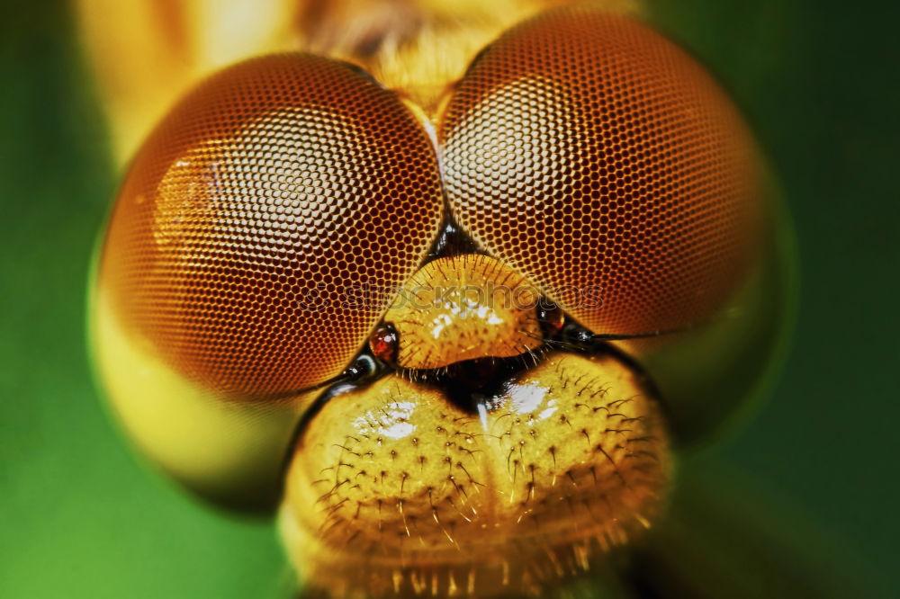 Similar – Image, Stock Photo Life in a drop of water (water flea)