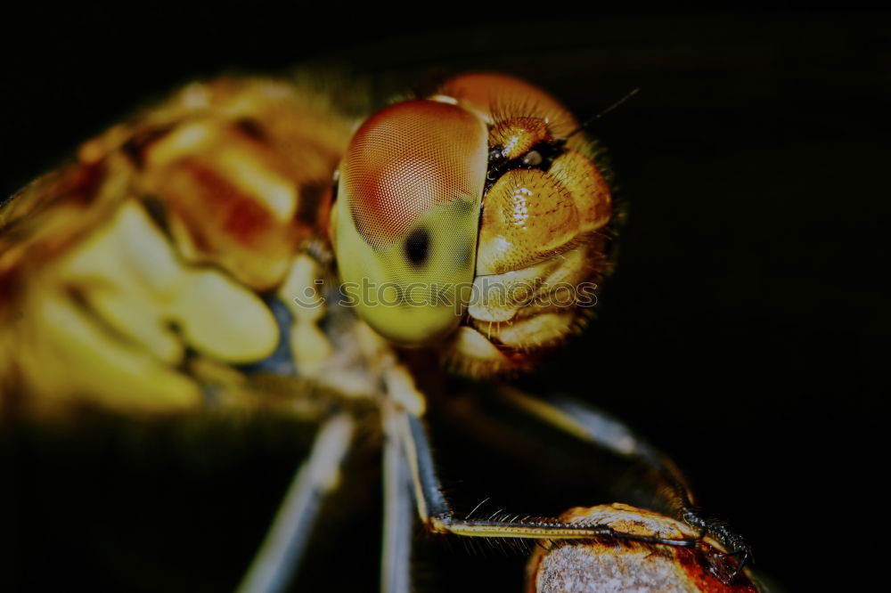 Similar – Image, Stock Photo king dragonfly