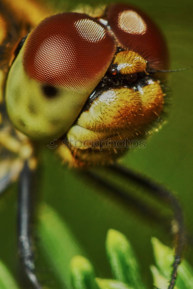 Similar – Image, Stock Photo king dragonfly