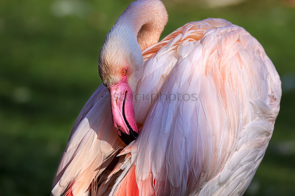 Similar – Image, Stock Photo weird bird Zoo Animal Sky