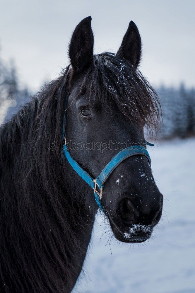 Similar – Friendly horse Animal