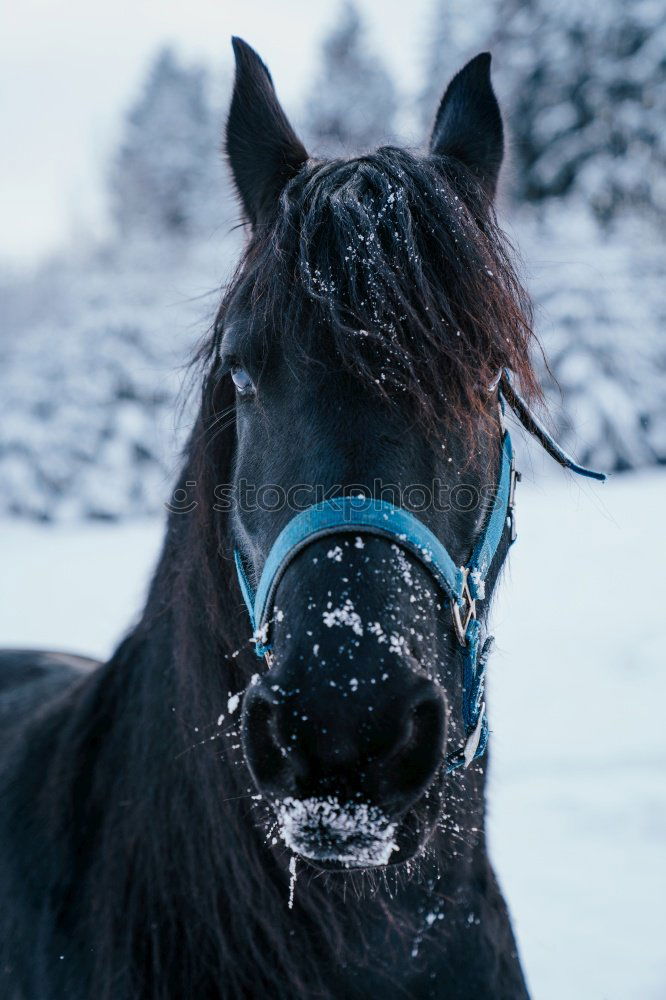 Similar – Friendly horse Animal