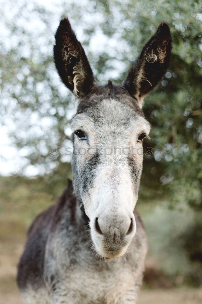 Similar – Image, Stock Photo stag’s eye Nature Animal