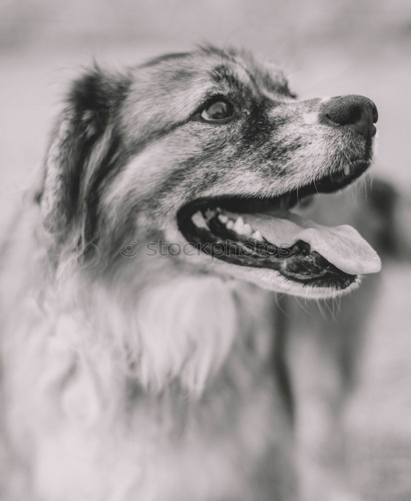 Similar – Funny dog near shabby building on street