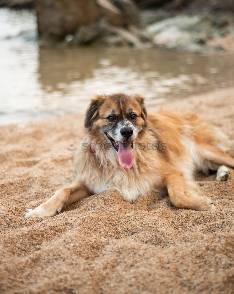 Similar – Funny dog on beach Dog