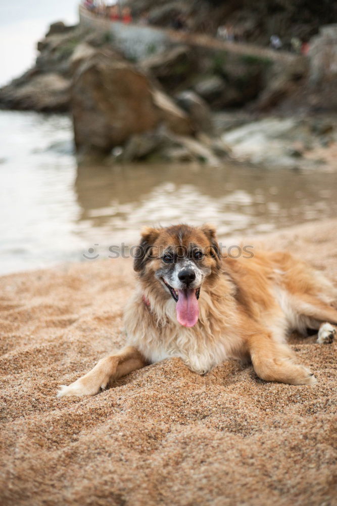 Similar – Funny dog on beach Dog