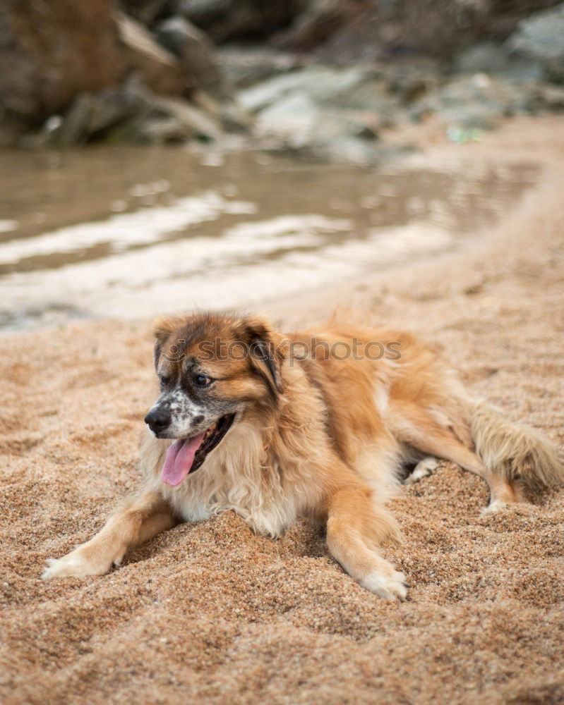 Similar – Funny dog on beach Dog