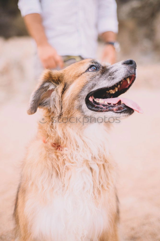 Similar – Image, Stock Photo portrait outdoors of a cute small dog lying on the floor