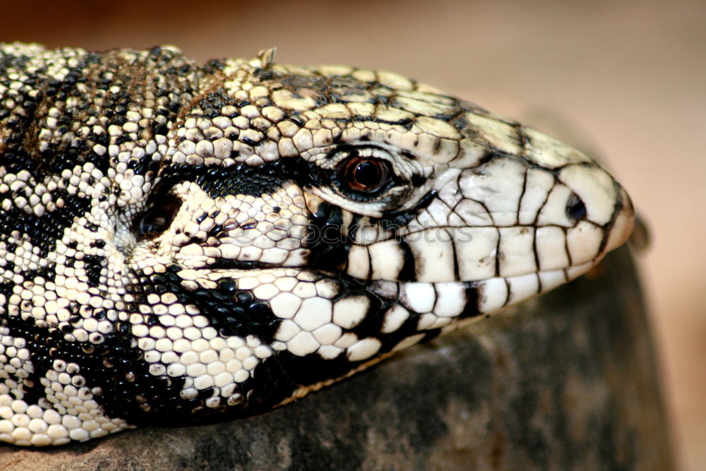 Similar – reticulated python head in full face