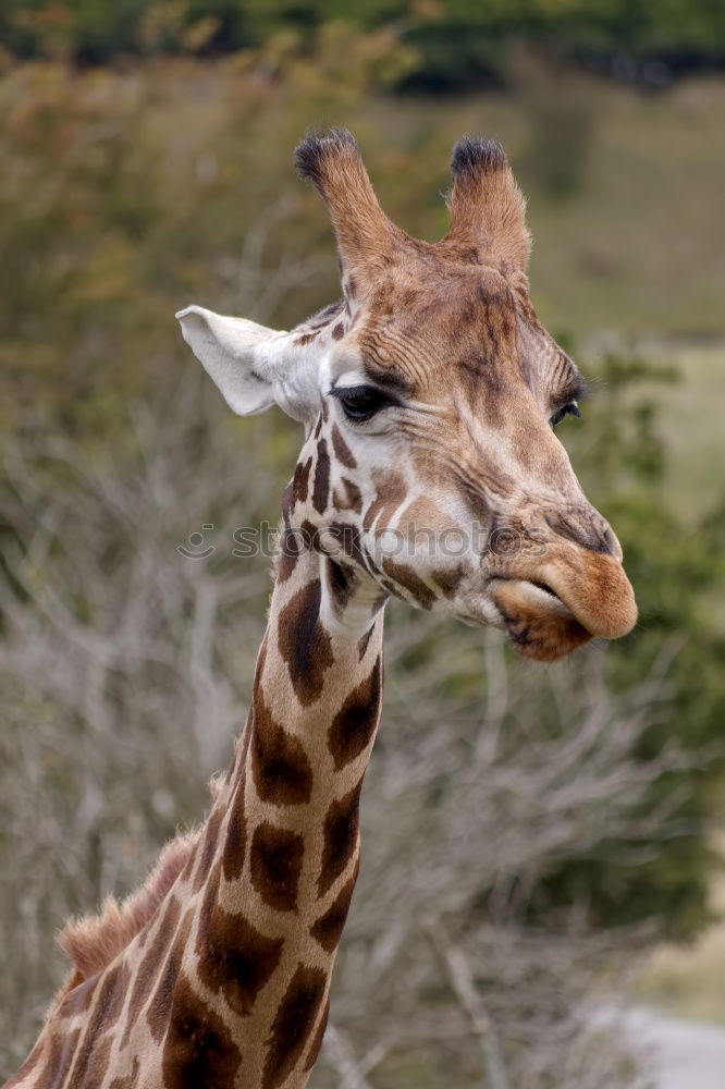 Similar – Giraffe portrait over brick wall close up